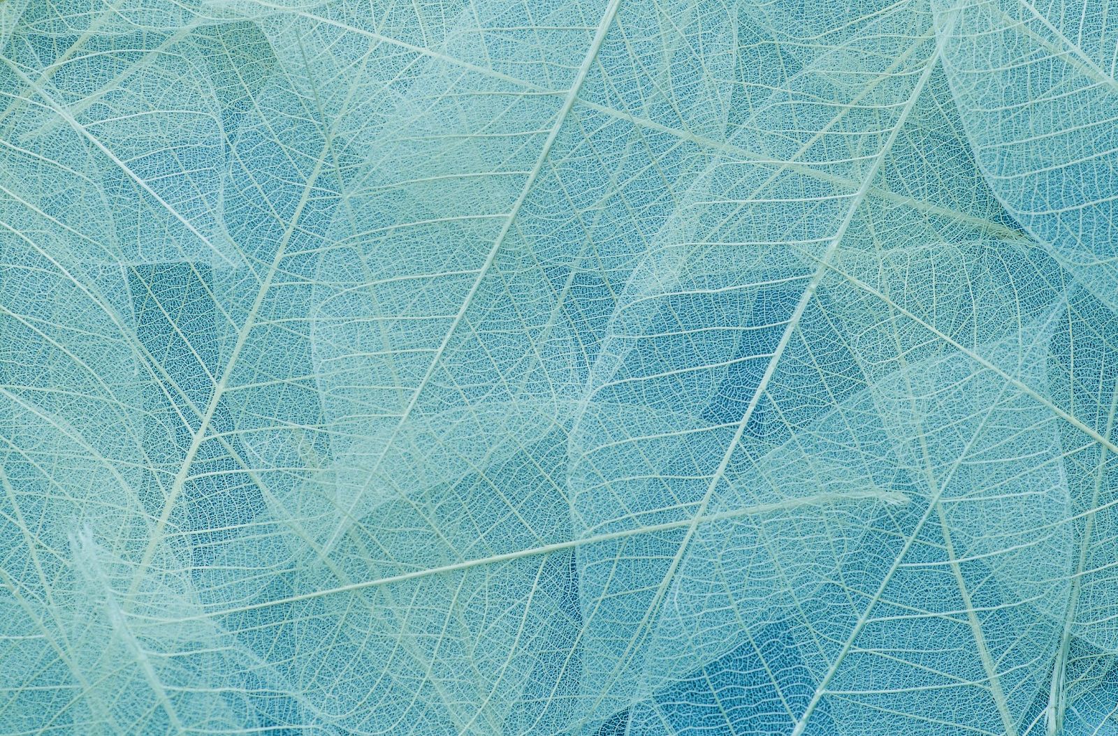 The image shows a close-up of translucent, blue-toned leaves, forming an intricate pattern with visible veins and delicate overlapping.